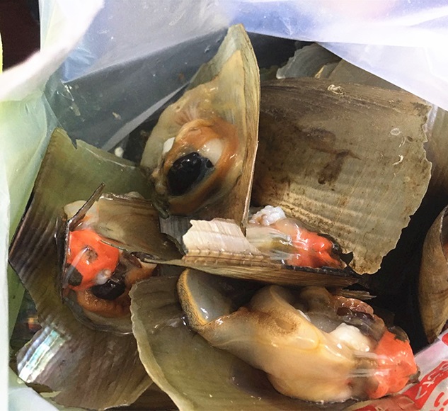 肥美海帶子.jpg 肥美海帶子.jpg